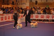 Foto de 84 EXPOSICION INTERNACIONAL CANINA MADRID 27-5-2012

SAVANNA Y BRUIXOT EN MOVIMIENTO PARA ELEGIR EL MEJOR DE RAZA