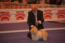 Foto de 84 EXPOSICION INTERNACIONAL CANINA MADRID 27-5-2012

SAVANNA EN EL RING EN POSE